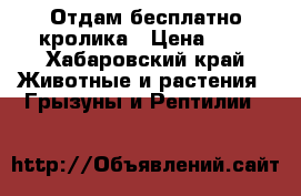 Отдам бесплатно кролика › Цена ­ 0 - Хабаровский край Животные и растения » Грызуны и Рептилии   